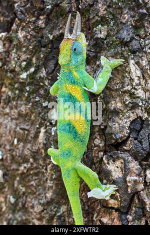 Jackson's three-horned chameleon (Trioceros jacksonii) climbing on tree. Bwindi Impenetrable Forest, Uganda.;Jackson's three-horned chameleon (Trioceros jacksonii) climbing on tree. Bwindi Impenetrable, Uganda. Stock Photo