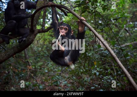 Eastern chimpanzee  (Pan troglodytes schweinfurtheii) infant male 'Fifty' aged 3 years playing in a tree watched by his mother 'Fanni' aged 32 years.Gombe National Park, Tanzania. Stock Photo