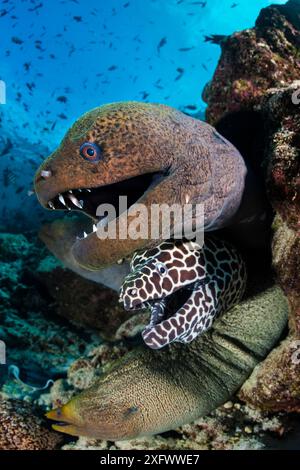 Giant moray (Gymnothorax javanicus), Honeycomb moray (Gymnothorax favagineus) and Undulated moray (Gymnothorax undulatus) eels, four emerging from hole in coral reef. North Male Atoll, Maldives. Indian Ocean. Stock Photo