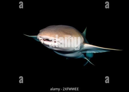 Tawny nurse shark (Nebrius ferrugineus) at night. Vavuu Atoll, Maldives. Indian Ocean. Stock Photo