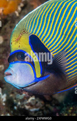 Emperor angelfish (Pomacanthus imperator) with Cleaner shrimp (Urocaridella sp.) grooming it. South Ari Atoll, Maldives. Indian Ocean. Stock Photo