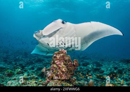 Reef manta (Mobula alfredi) at a cleaning station with Cleaner wrasse (Labroides dimidiatus). South Ari Atoll, Maldives. Indian Ocean. Stock Photo