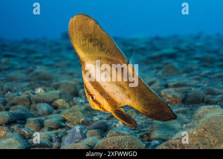 Circular batfish (Platax orbicularis) juvenile swimming over pebbles in shallow water. Ambon Bay, Ambon, Maluku Archipelago, Indonesia. Banda Sea, tropical west Pacific Ocean. Stock Photo