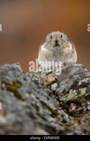 Pika (Ochotona princeps) resting, Denali National Park, Alaska, USA, September Stock Photo
