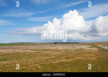 View across rolling plains with Sheeps sorrel (Rumex acetosella) and Anthemis chia near Viseus, Alentejo region, Portugal, February 2017 Stock Photo