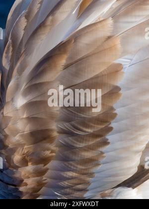 Mute swan (Cygnus olor) wing feathers of i mmature bird before turning white Norfolk, England, UK. December. Stock Photo