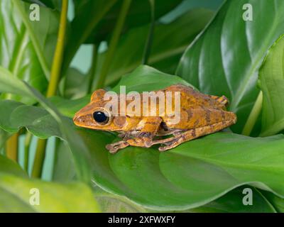 Panamanian golden frog (Atelopus zeteki) captive. Extinct in the wild. Stock Photo