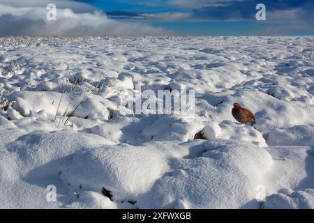 Red grouse (Lagopus scoticus) in snow, Yorkshire Dales, England, UK, November. Stock Photo