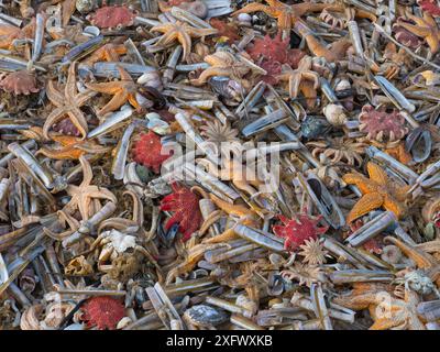 Two Razor Sunstar Large amounts of sea life including Common starfish (Asterias rubens ...
