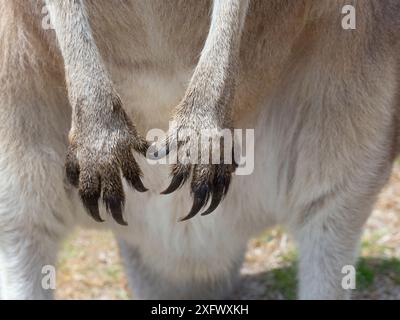 Tasmanian eastern gray kangaroo (Macropus giganteus tasmaniensis) close up of claws and paws,  Tasmania, Australia. Stock Photo