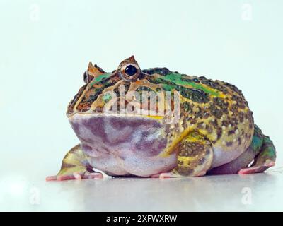 Argentine horned frog (Ceratophrys ornata) captive. Occurs in Brazil, Uruguay, and Argentina. Stock Photo