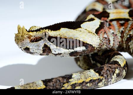 Natural hybrid between West African Gaboon viper (Bitis gabonica rhinoceros)  and Rhinoceros viper (Bitis nasicornis) Togo. Captive. Stock Photo