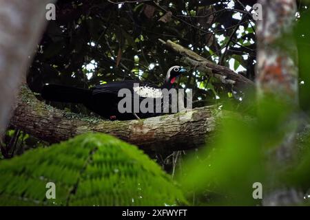 Black-fronted piping guan (Aburria jacutinga), Intervales State Park, Sao Paulo, Atlantic Forest South-East Reserves, UNESCO World Heritage Site, Brazil. Stock Photo