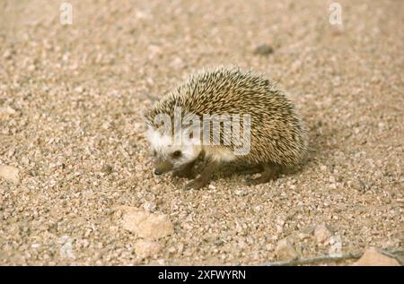 Ethiopian hedgehog (Paraechinus aethiopicus) male, Sahara, Niger. Stock Photo