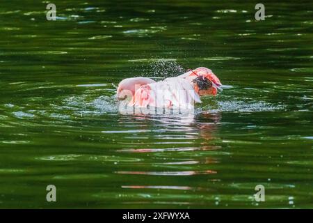 A flamingo is standing in a body of water in small pond Stock Photo