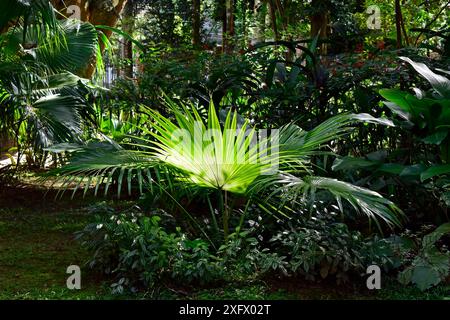 Palm tree (Livistona chinensis) on tropical garden in Petropolis, Rio de Janeiro, Brazil Stock Photo