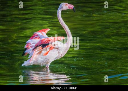 A flamingo is standing in a body of water, with its wings spread out. Concept of freedom and grace, as the bird appears to be enjoying its time in the Stock Photo