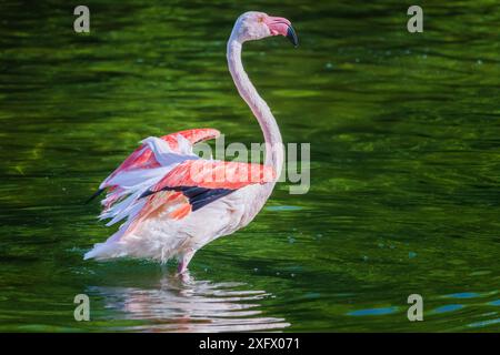 A flamingo is standing in a body of water, with its wings spread out. Concept of freedom and grace, as the bird appears to be enjoying its time in the Stock Photo