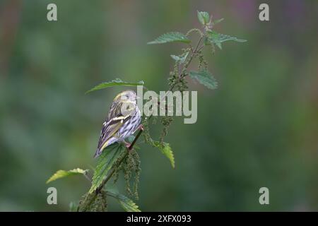 Eurasian Siskin (Carduelis spinus) perched on Stinging nettle (Urtica dioica), Ceredigion, Wales, UK. August. Stock Photo