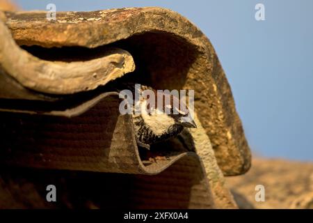 Italian sparrow (Passer italiae) emerging from under roof tile, Sicily, Italy. April. Stock Photo
