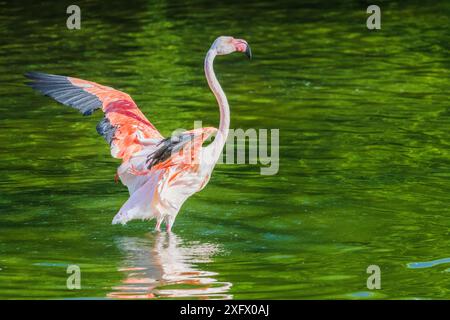 A flamingo is standing in a body of water, with its wings spread out. Concept of freedom and grace, as the bird appears to be enjoying its time in the Stock Photo