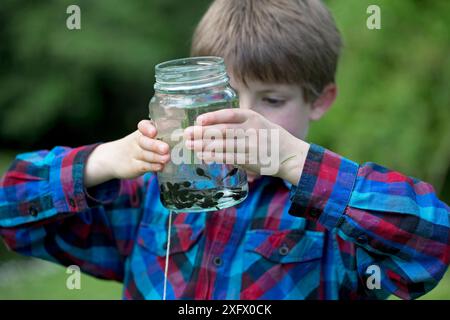 Child holding jar of Common frog (Rana temporaria) tadpoles, Surrey, England, UK. May 2017. Stock Photo