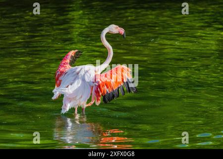 A flamingo is standing in a body of water, with its wings spread out. Concept of freedom and grace, as the bird appears to be enjoying its time in the Stock Photo
