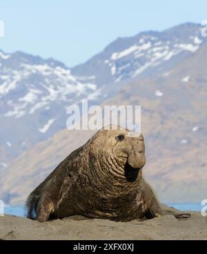 Southern elephant seal (Mirounga leonina), male tossing sand with mountains in background. St Andrews Bay, South Georgia. October 2017. Stock Photo