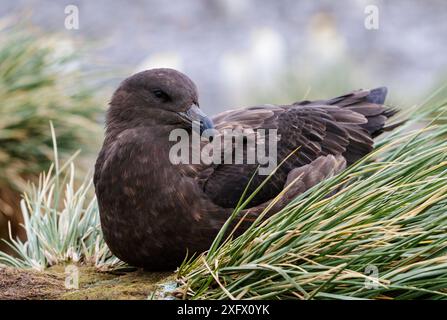 Brown skua (Stercorarius antarcticus) resting on tussock grass. Right Whale Bay, South Georgia. September. Stock Photo