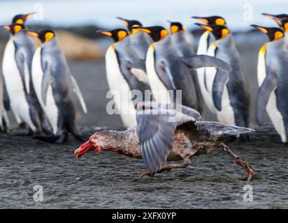 Northern giant petrel (Macronectes halli) running with bloodied beak, King penguins (Aptenodytes patagonicus) in background. St Andrews Bay, South Georgia. September. Stock Photo