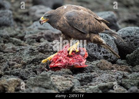 Galapagos hawk (Buteo galapagoensis) scavenging on tuna. A group of the sea lion bulls have learnt to herd Pelagic yellowfin tuna into a small cove, trapping them. The fish often leap ashore in an effort to escape. Punta Albemarle, Isabela Island, Galapagos. Stock Photo