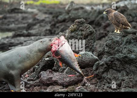 Galapagos sea lion (Zalophus wollebaeki) feeding on tuna, watched by scavenging Galapagos hawk (Buteo galapagoensis). A group of the sea lion bulls have learnt to herd Pelagic yellowfin tuna into a small cove, trapping them. The fish often leap ashore in an effort to escape. Punta Albemarle, Isabela Island, Galapagos. Stock Photo