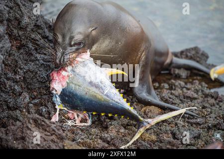 Galapagos sea lion (Zalophus wollebaeki) feeding on  tuna. A group of the sea lion bulls have learnt to herd Pelagic yellowfin tuna into a small cove, trapping them. The fish often leap ashore in an effort to escape. Punta Albemarle, Isabela Island, Galapagos. Stock Photo