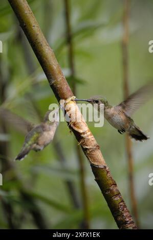 Broad-tailed Hummingbird (Selasphorus platycerus) at Yellow-Bellied sapsucker (Sphyrapicus varius) damage in tree. Sapsuckers damages trees trunks to feed on sap. Teton National Park, Wyoming, USA. August Stock Photo