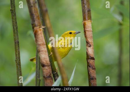 Yellow warbler (Dendroica petechia) at Yellow-Bellied Sapsucker site (Sphyrapicus varius) damage in tree to eat sap. Sapsuckers damages trees trunks to feed on sap. Teton National Park, Wyoming, USA. August Stock Photo