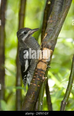 Yellow-bellied sapsucker (Sphyrapicus varius) juvenile feeding on willow, this species damages the trunk to feed on sap. Teton National Park, Wyoming, USA. August Stock Photo