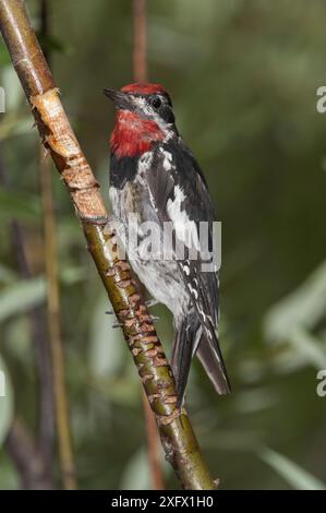 Yellow-bellied sapsucker (Sphyrapicus varius) feeding on willow, Teton National Park, Wyoming, USA. August Stock Photo
