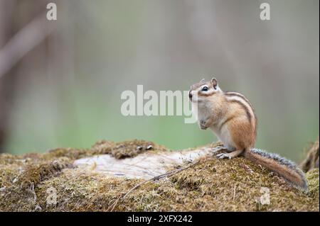 Siberian chipmunk (Tamias sibiricus) Vladivostok, Primorsky Krai, Far East Russia. May. Stock Photo