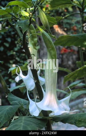 Angel's trumpet (Brugmansia arborea), Solanaceae. Evergreen shrub, ornamental plant. White flower. Stock Photo