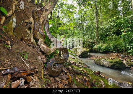 Reticulated python (Malayopython reticulatus) Sulawesi. Stock Photo