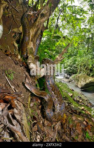 Reticulated python (Malayopython reticulatus) Sulawesi. Stock Photo