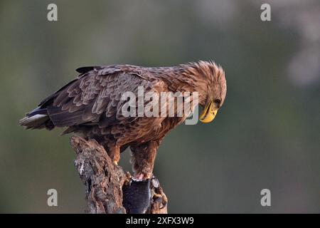 White tailed sea eagle (Haliaeetus albicilla) perched with fish, looking towards ground. Danube Delta, Romania. May. Stock Photo