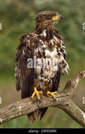 White tailed sea eagle (Haliaeetus albicilla) portrait, perched on branch. Danube Delta, Romania. May. Stock Photo
