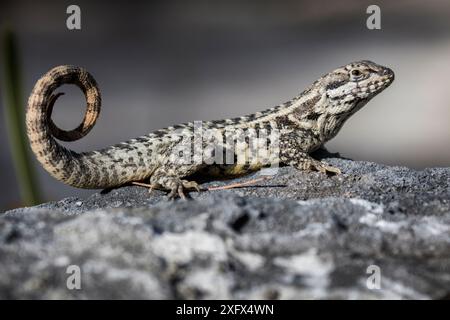 Northern curly-tailed lizard (Leiocephalus carinatus) Cat Island, Bahamas. Stock Photo