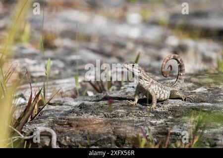 Northern curly-tailed lizard (Leiocephalus carinatus) Cat Island, Bahamas Stock Photo