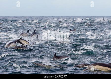 Long-beaked common dolphin (Delphinus capensis) pod during the Sardine run, Seal Island, South Africa. Stock Photo