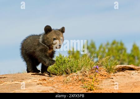 Grizzly bear ( Ursus arctos horribilis ) cub, age two and a half months, portrait, Utah, USA. Captive. Stock Photo