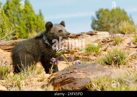 Grizzly bear (Ursus arctos horribilis) cub, age two and a half months, portrait, Utah, USA. Captive. Stock Photo