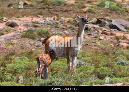 Guanaco (Lama guanicoe), adult female with calf suckling Torres del Paine National Park, Patagonia, Chile. Stock Photo