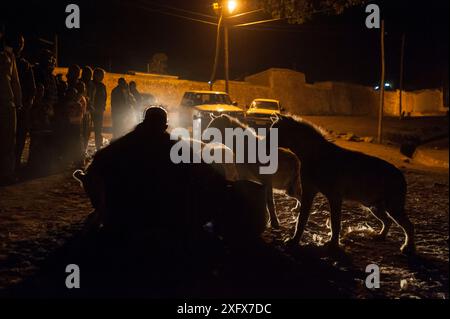 Man feeding wild Spotted hyenas (Crocuta crocuta) at night in City of Harar. This is a centuries old tradition. Ethiopia. February 2008. Stock Photo